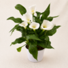 Plante fleurie blanche (couleurs aux choix)
