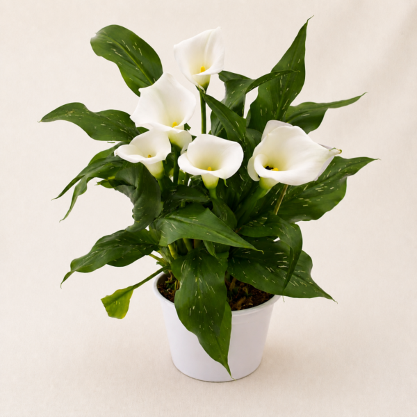 Plante fleurie blanche (couleurs aux choix)