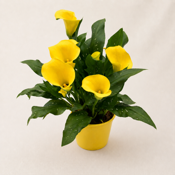 Plante fleurie blanche (couleurs aux choix)