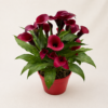 Plante fleurie blanche (couleurs aux choix)