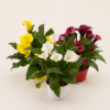 Plante fleurie blanche (couleurs aux choix)