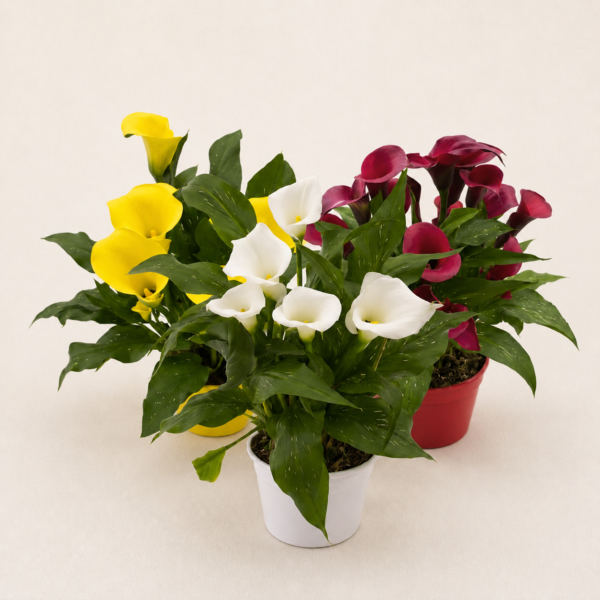 Plante fleurie blanche (couleurs aux choix)