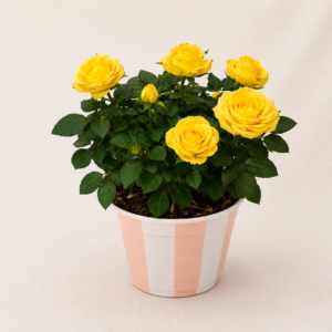 Rosier cache-pot (couleur aux choix)